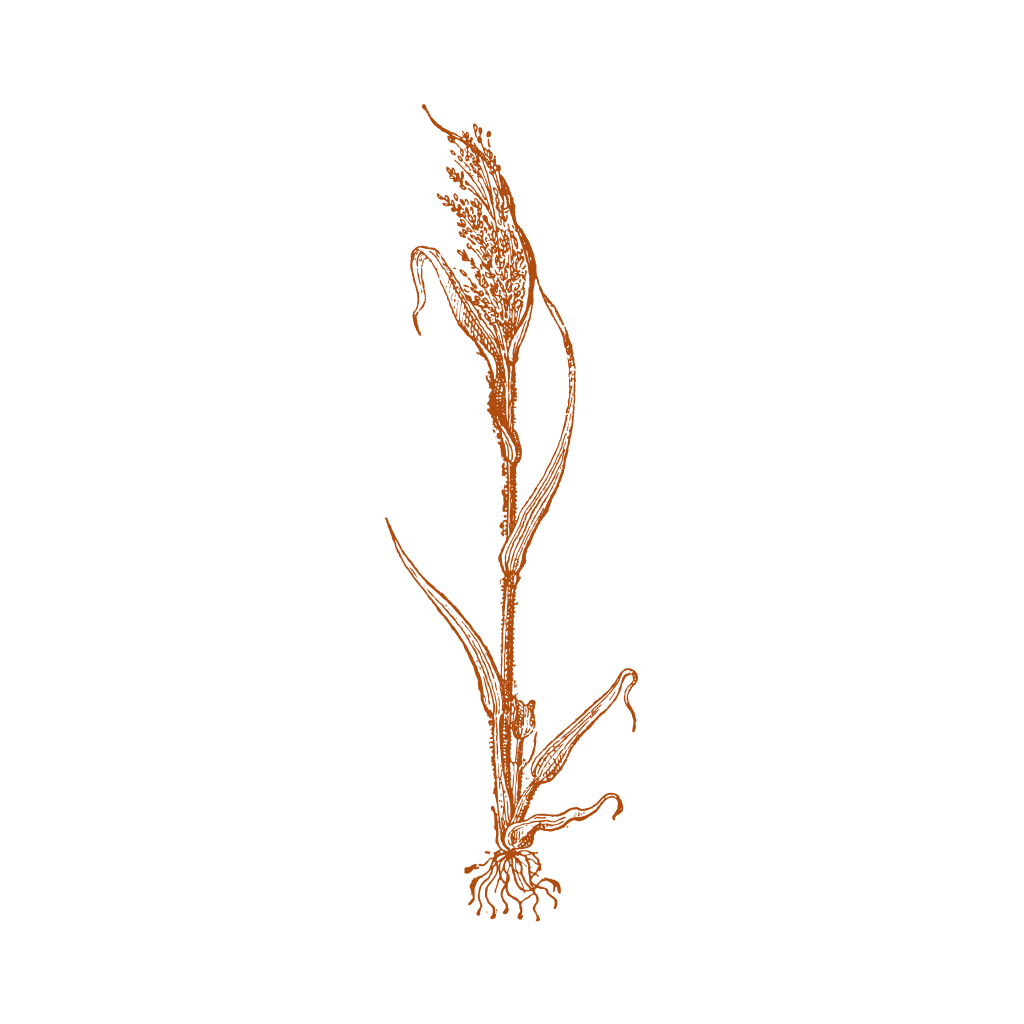 Setaria